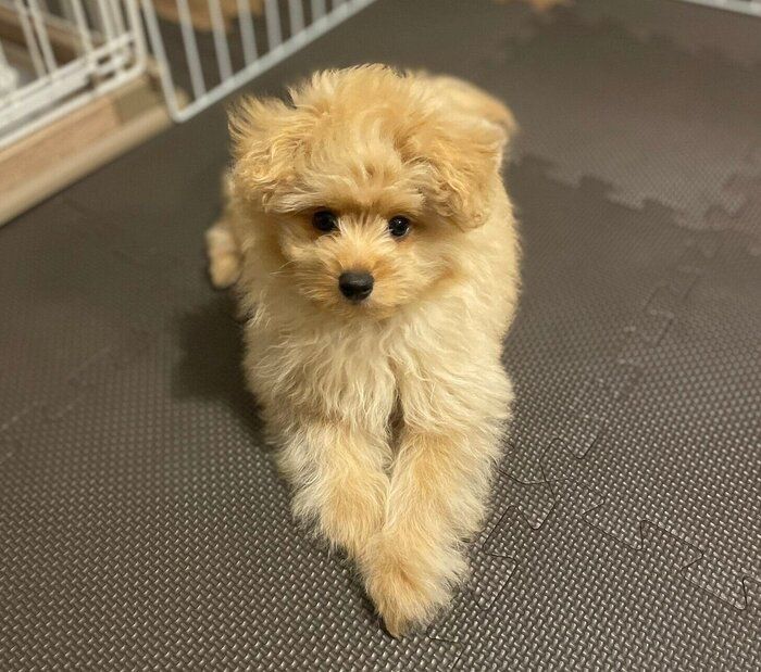 両耳が垂れているころもくん