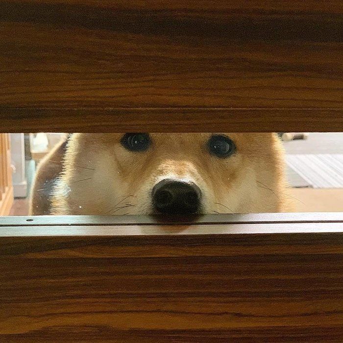 豆吉ちゃん
