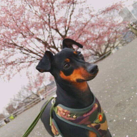 ミニチュア・ピンシャーのあずきちゃん