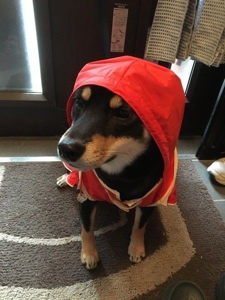 カッパをきて可愛い姿の柴犬の夏子ちゃん♪