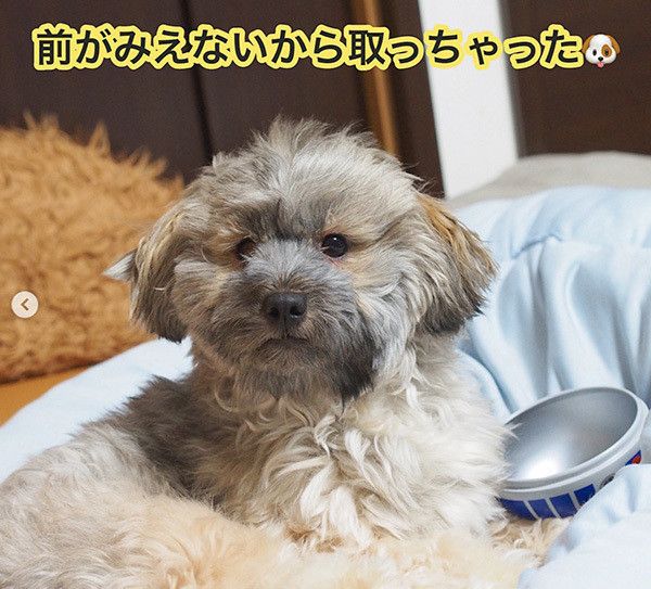 見つめるミックス犬