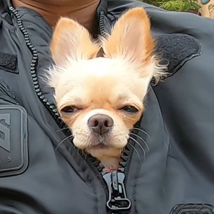 見事にフィットしたみるくちゃん