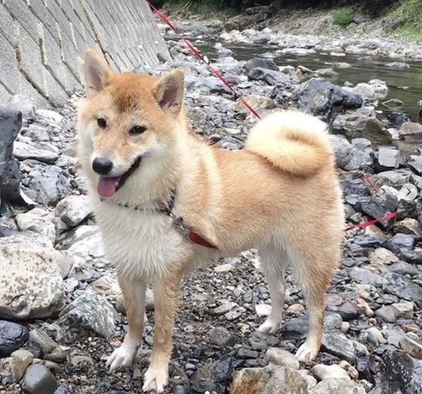 見つめる柴犬