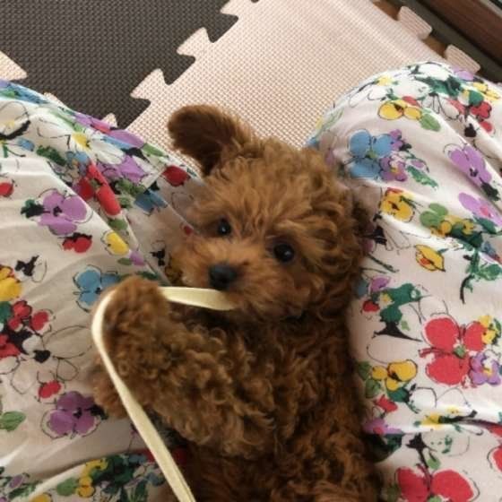 ヒモで遊ぶトイ・プードル