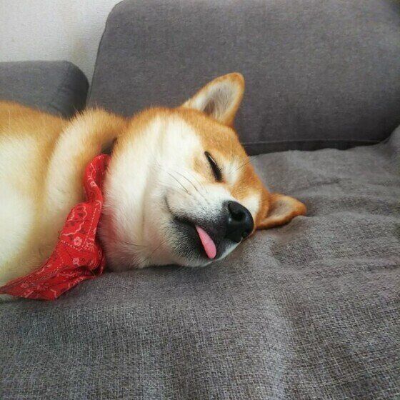 眠る柴犬