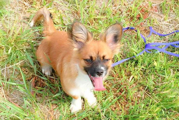 散歩する犬