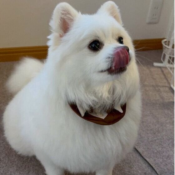 ペロリ♪