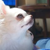 獣医師監修 犬の目やに 症例写真で原因と対処法を解説 いぬのきもちweb Magazine 獣医師監修 犬の目やに 症例写真で原因と対処法を解説 いぬのきもちweb Magazine