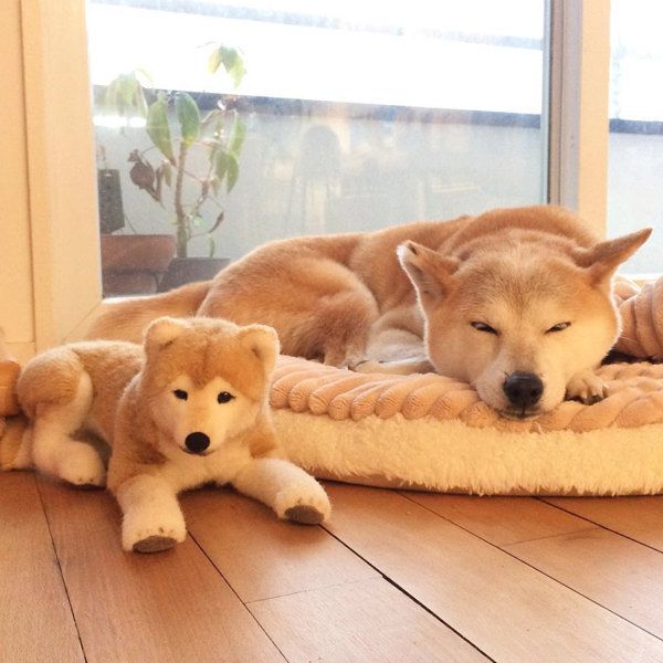 お昼寝する柴犬のリリコちゃん