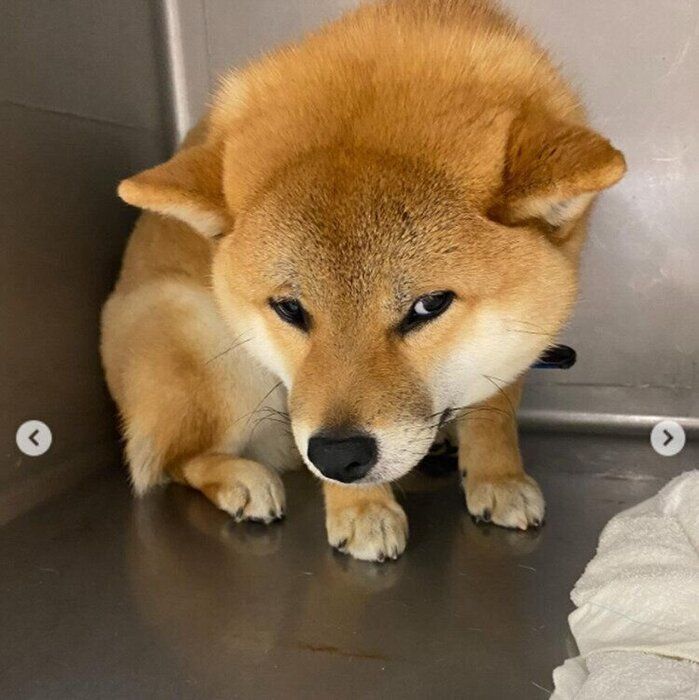 動物病院にいたころのくま丸くん