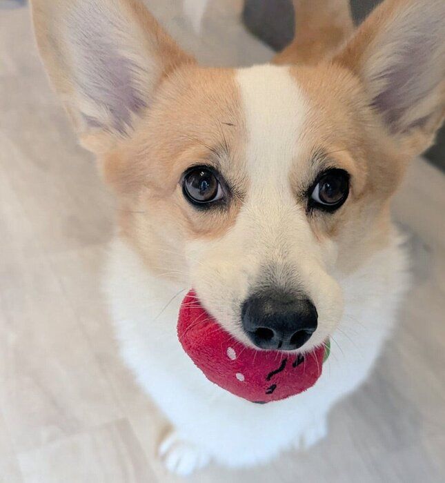 おもちゃをくわえるるんちゃん