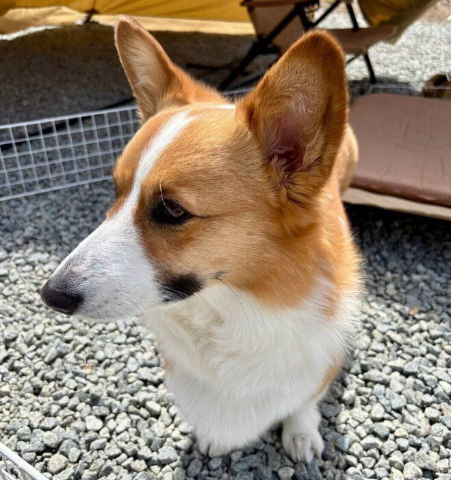 キャンプにやってきたつむぎちゃん(2026年4月撮影)。