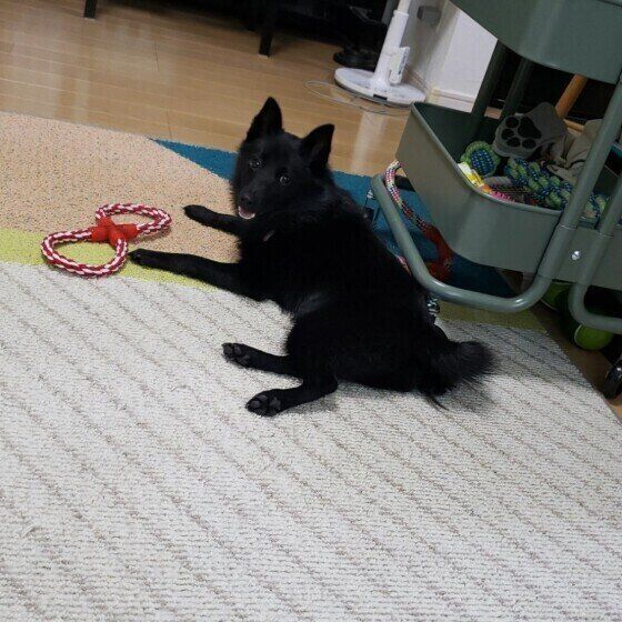 スキッパーキ