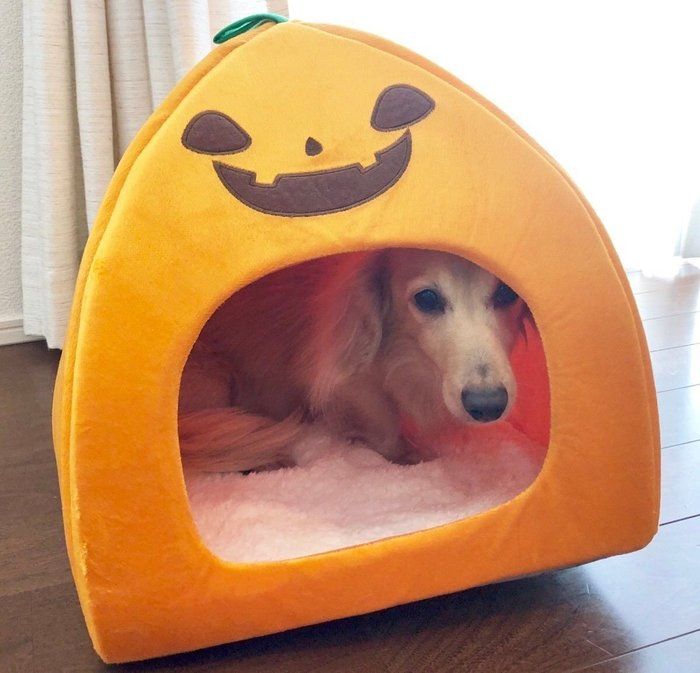 ダックスフンド