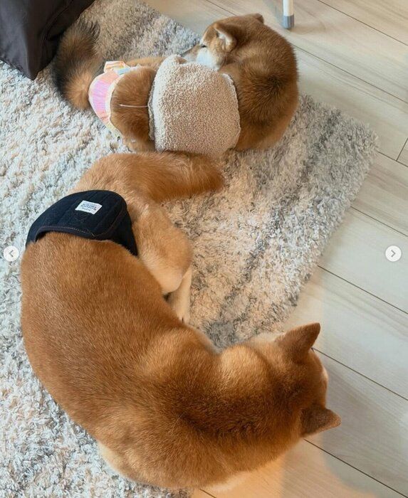 仲良く昼寝をする2頭