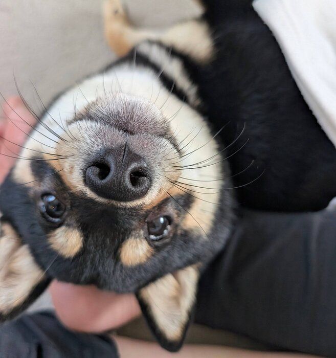飼い主さんにくっつくてるこちゃん
