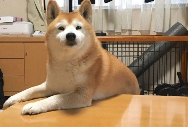 キラキラおめめでおやつを催促するロペさん