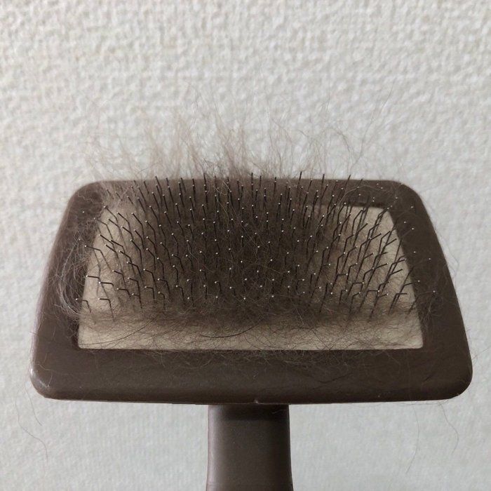 抜け毛
