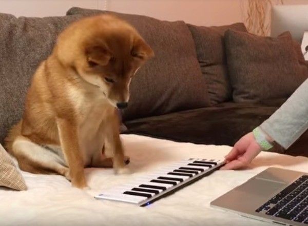柴犬