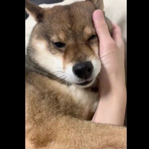 飼い主さんとラブラブ中の花ちゃん