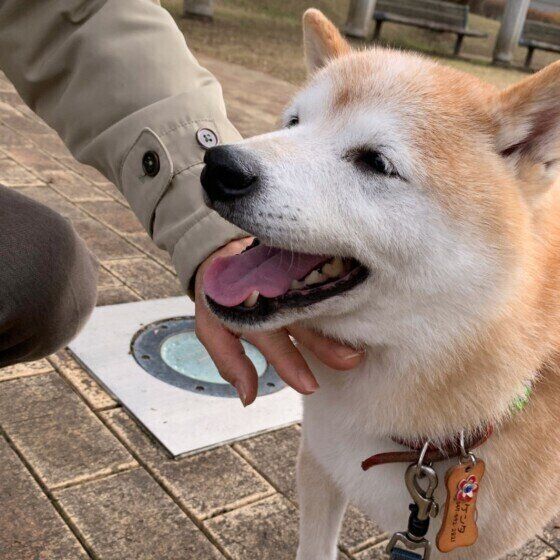 「笑う犬」の癒し画像をお届け!犬がニッコリ笑うときの気持ちは?|いぬのきもちWEB MAGAZINE