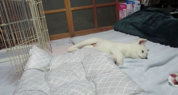 遊ぶ秋田犬