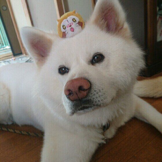 秋田