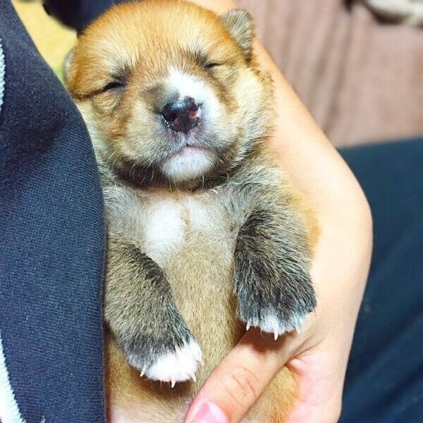 子犬時代の福くん