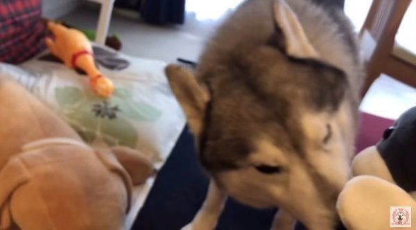 シベリアン・ハスキーの文太ちゃん