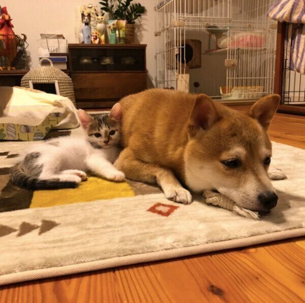 寄り添う凛太郎くんとちくわくん