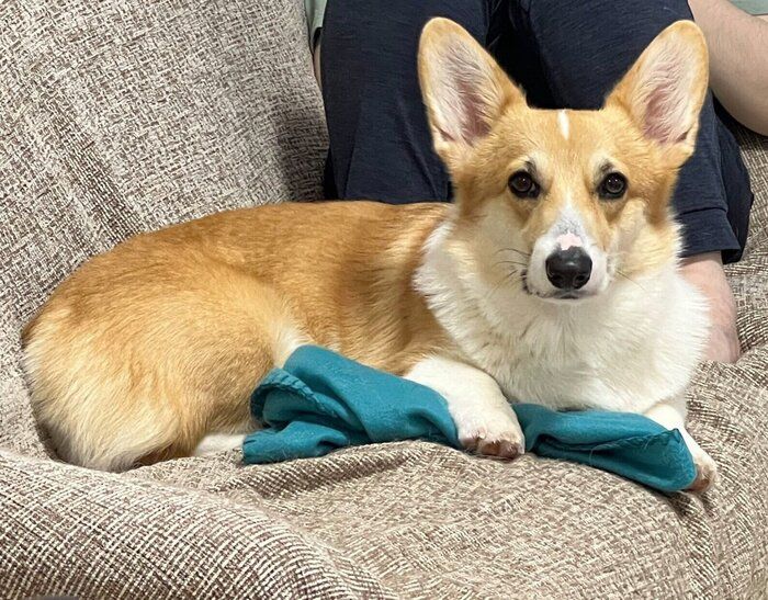 ドヤ顔でブランケットを抱えるちくわちゃん