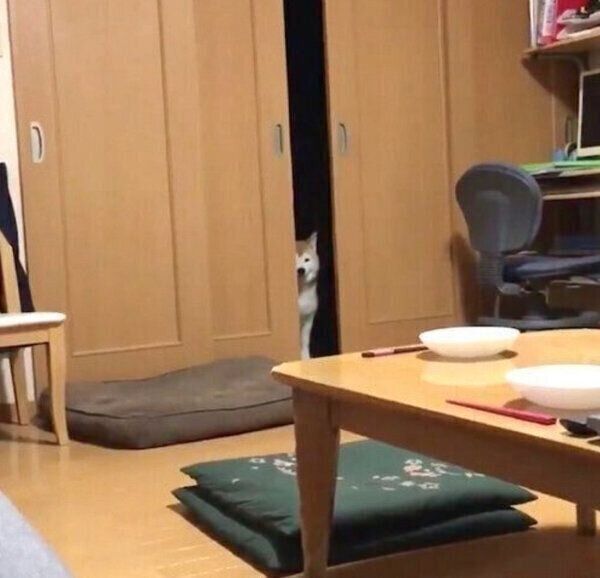 「柴距離」を発動するロペさん