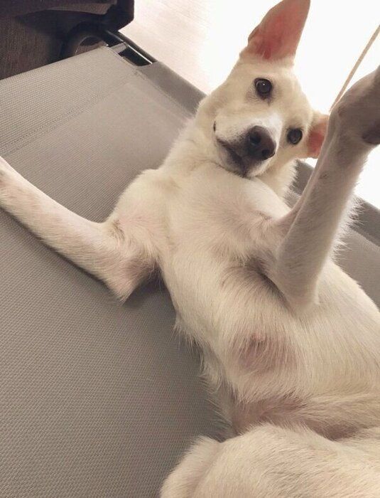 寝転がるハクちゃん