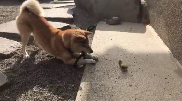 カマキリと戦うハナちゃん