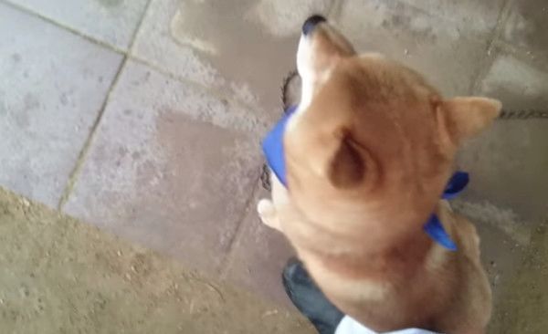 ご主人が大好きな柴犬