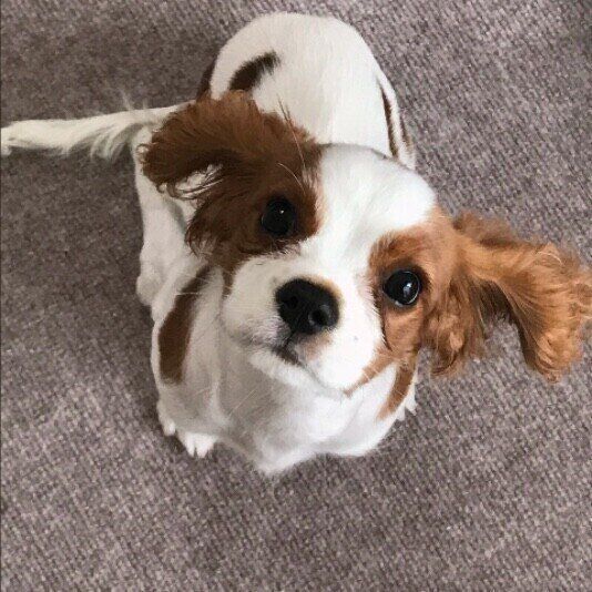 飼い主としてできることを準備しておきましょう。