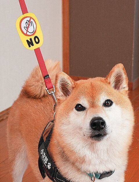 リードにマークをつけた犬