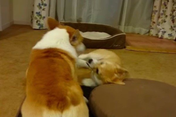 親子コーギー