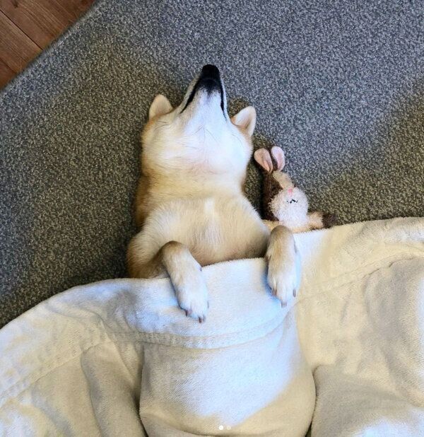 柴犬のあみぐるみ☆ホットドッグ ベッドでヘソ天 居眠り♪ 柴犬のあみぐるみ☆ホットドッグ ベッドでヘソ天 居眠り♪