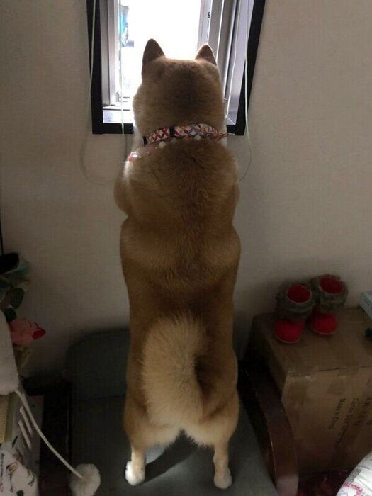 窓の外を眺めるハナちゃん