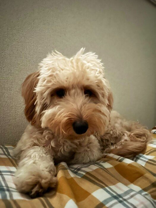 生後10カ月の犬