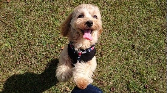 走る犬
