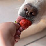 獣医師監修 犬に与えていい果物 ダメな果物とは 与える際の注意点も解説 いぬのきもちweb Magazine 獣医師監修 犬に与えていい果物 ダメな果物とは 与える際の注意点も解説 いぬのきもちweb Magazine