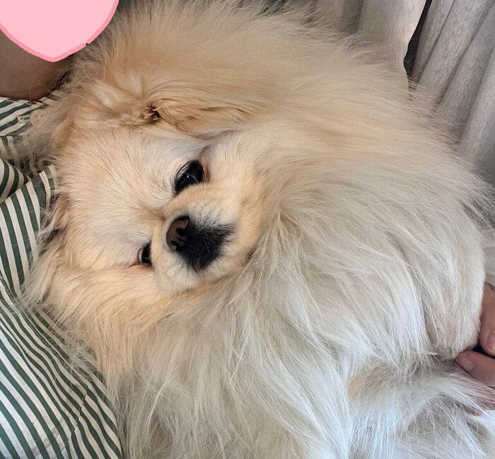 飼い主さんに抱っこされるなんこつちゃん