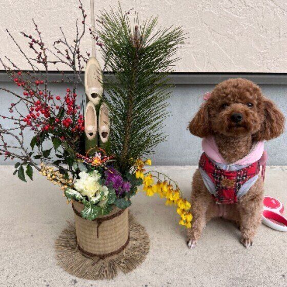 愛犬との年末年始の過ごし方で気をつけることは？ 万が一のトラブルへの備えと対策 いぬのきもち