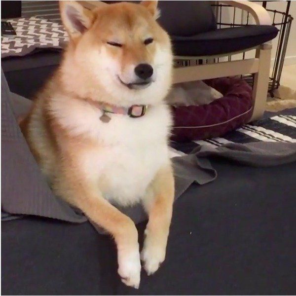 柴犬