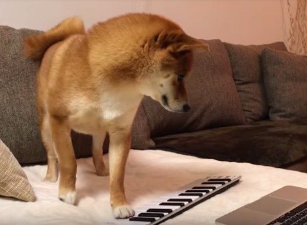 柴犬