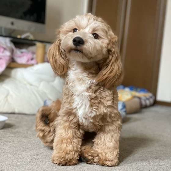 座る犬