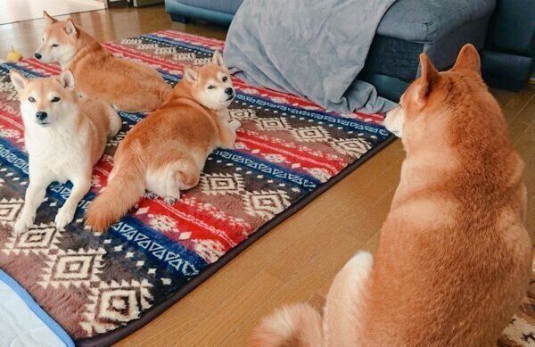 まったりする柴犬一家