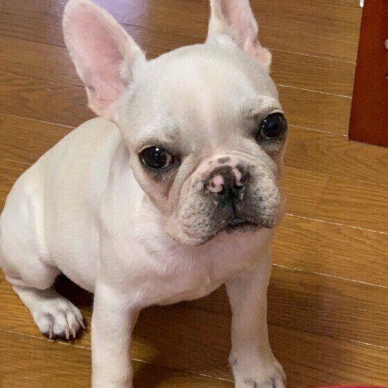 フレンチ・ブルドッグ